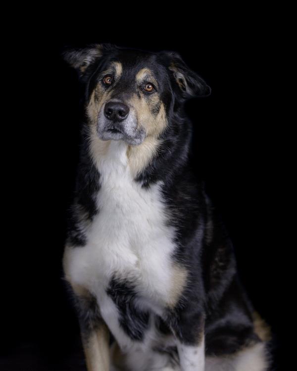 /Images/uploads/Humane Society of Utah/HSUCalendar/entries/802thumb.jpg